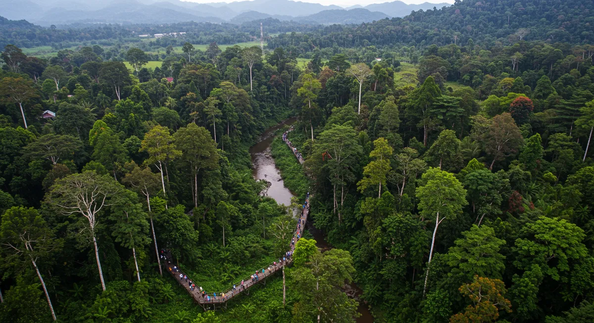 Bukit Lawang Orangutan Trek from Medan Guide