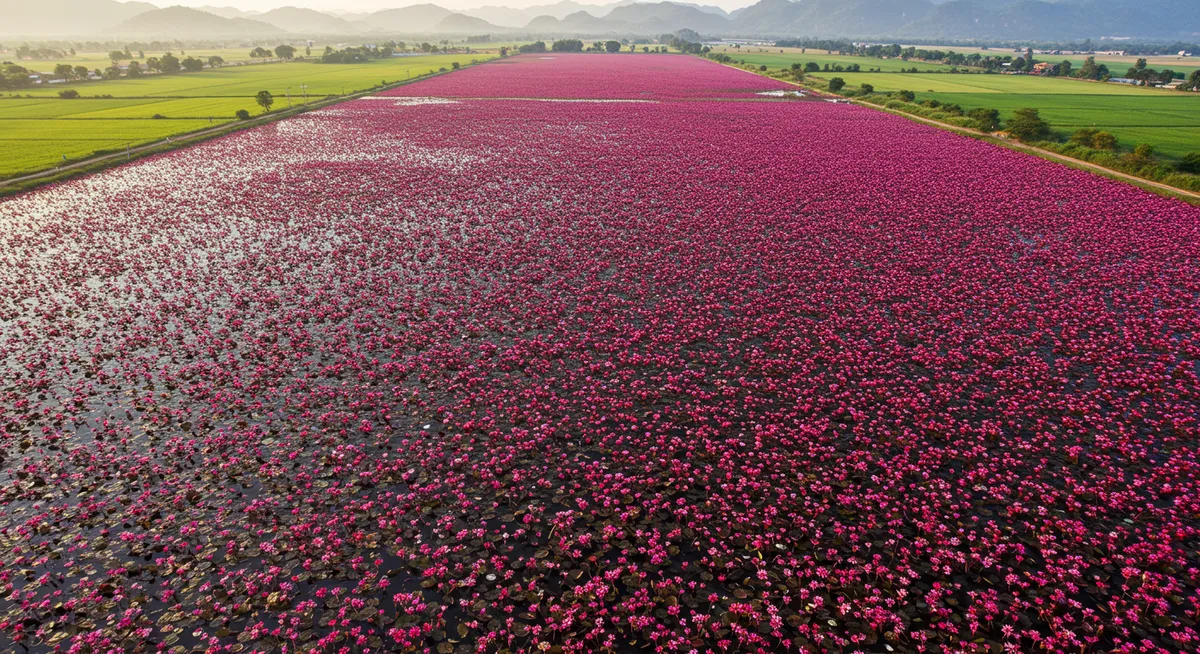 Red Lotus Lake Udon Thani: Your Ultimate Guide